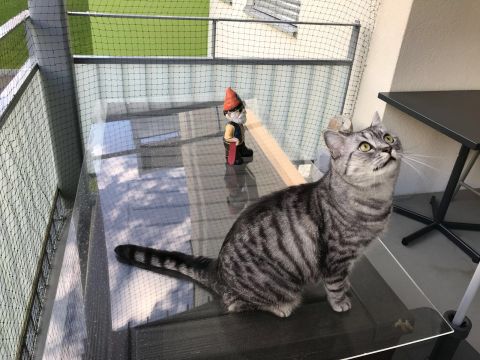 Happy cats