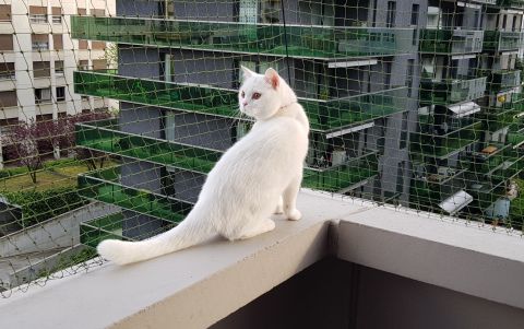 Happy cats