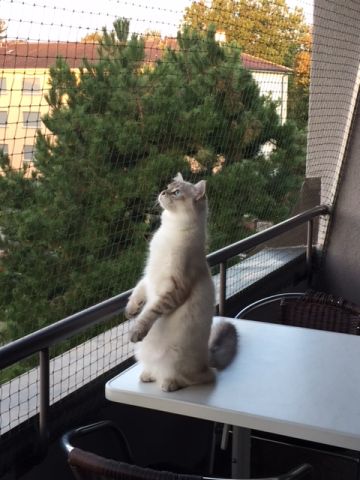 Balcon et fenêtre