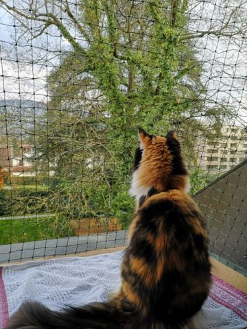 Fenêtre cage de foot
