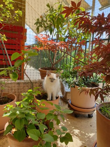 Balcon avec couverture