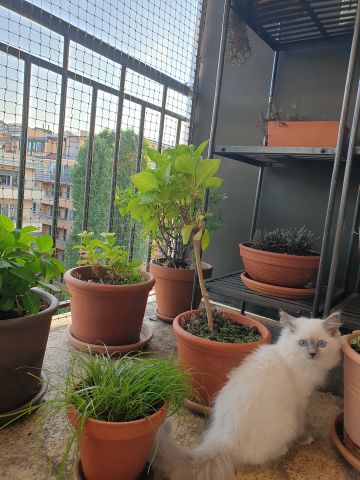 Balcon avec couverture