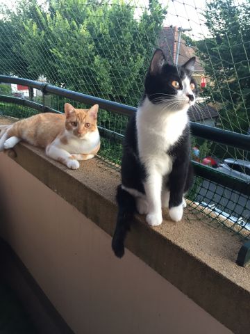 Bords de fenêtres, tablettes de balcon