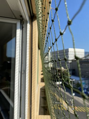 Fenêtres avec jardinière