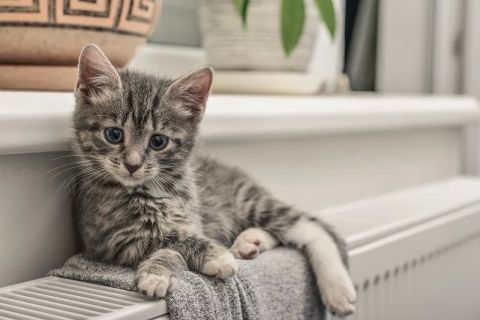 Chatons