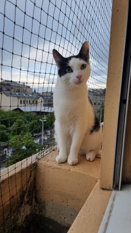 Fenêtres avec jardinière