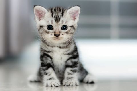Chatons