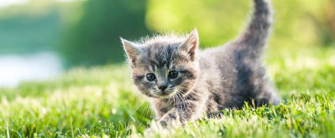 Chatons