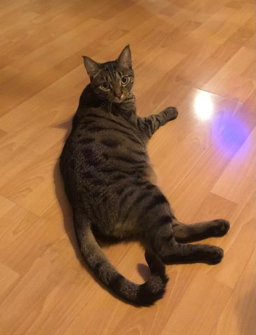 Chat accidenté - happy ending.