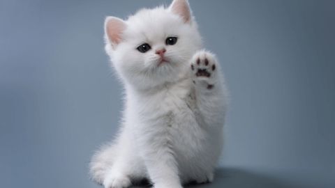 Chatons