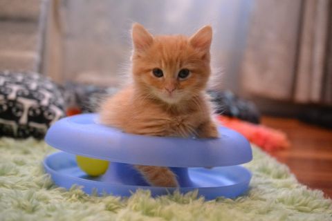 Chatons