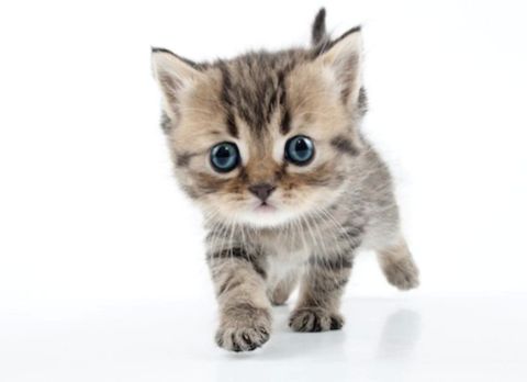 Chatons