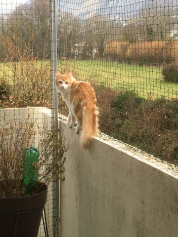 Balcon avec jardinière et porte