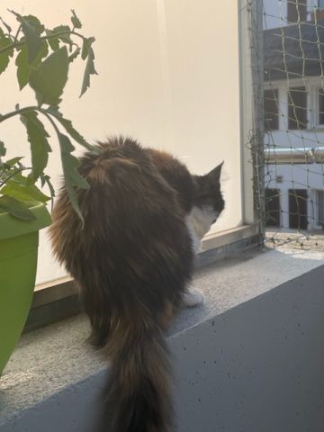 Balcon avec couverture