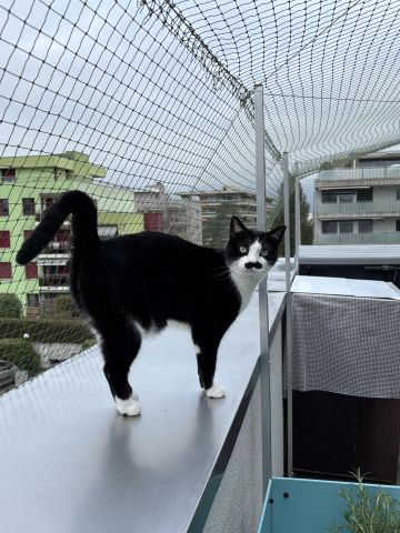 Terrasse avec couverture