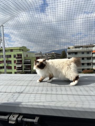 Terrasse avec couverture