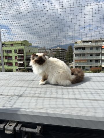Terrasse avec couverture