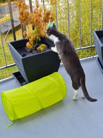 Terrasse avec couverture