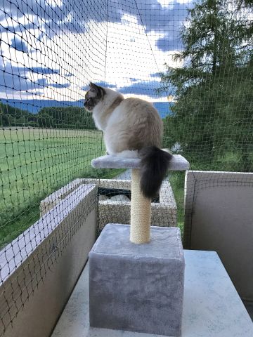Chat sur rambarde