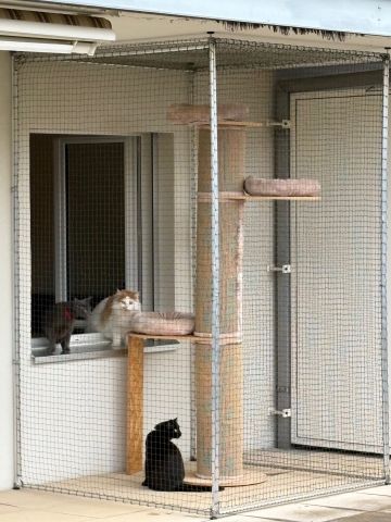 Catio, espace-chats