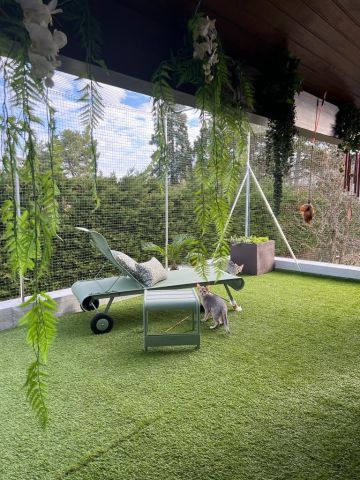Catio, espace-chats