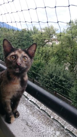Filets verts