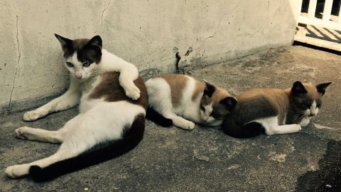 Photos / Vidéos
