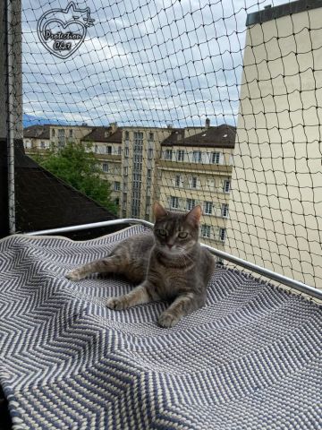 Fenêtres sécurisées: cage-de-foot