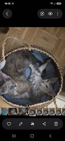 Happy cats