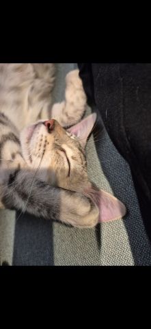 Happy cats