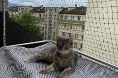 chaterie-sur-fenetre-10