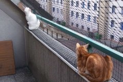 chat_balcon