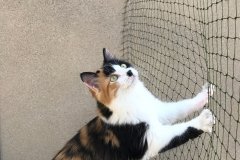 Filet de protection pour chats résistant
