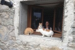 Pension pour chats
