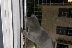IMG_4036