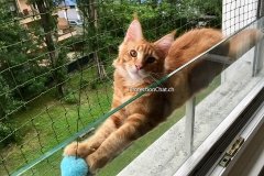 ProtectionChat.ch