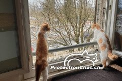 Shop.protectionchat.ch-01