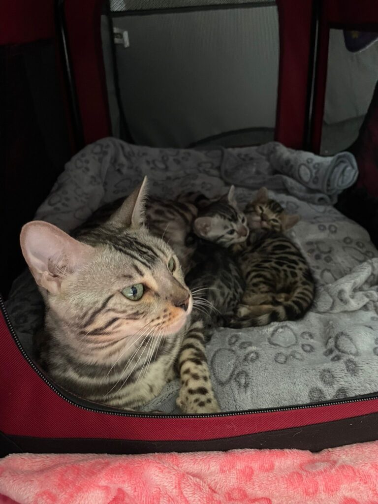 Kittens Balcony 03