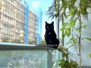 Balcon-securise-chat-sur-rambarde-ProtectionChat-02