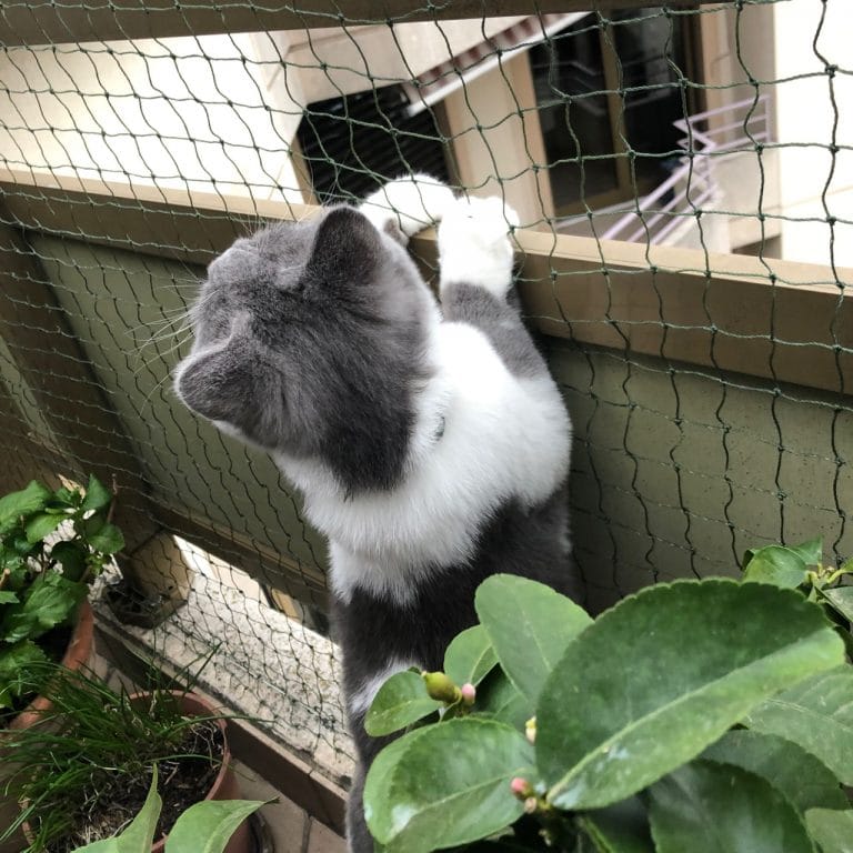 Filet de protection pour chat Balcon   1