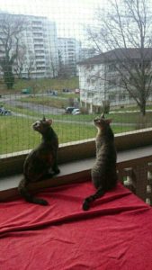 Filets verts – filet de protection pour chat, balcon