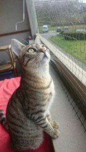 Filets verts – filet de protection pour chat, balcon