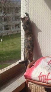 Filets verts – filet de protection pour chat, balcon