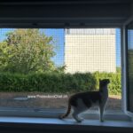 Protection-Chat-Cadre-avec-filet-pour-fenetre-sans-percer-de-trous-06