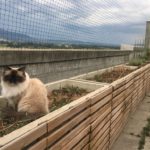 Protection-Chat_securisation_de_terrasse_