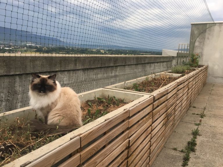 Protection Chat terrace cat-proofing 
