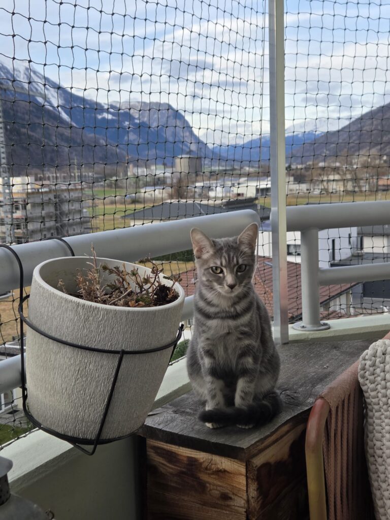 Cat protection Minergie balcony Valais 01