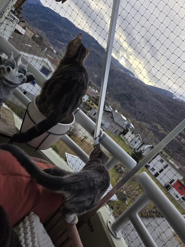 Cat protection Minergie balcony Valais 02