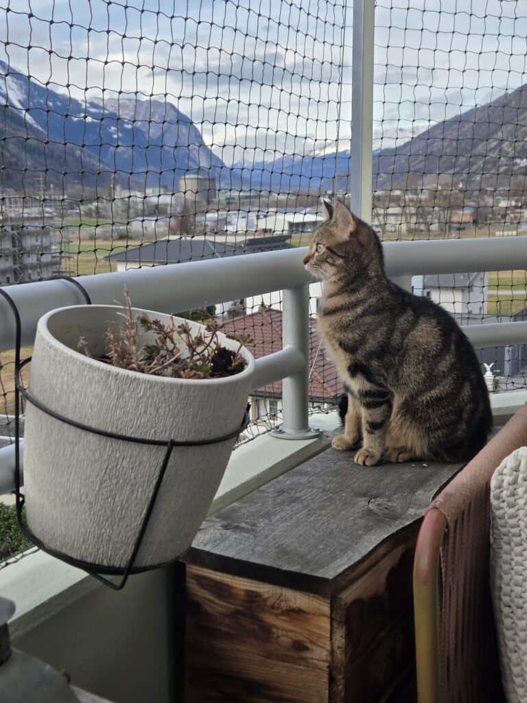 Cat protection Minergie balcony Valais 08
