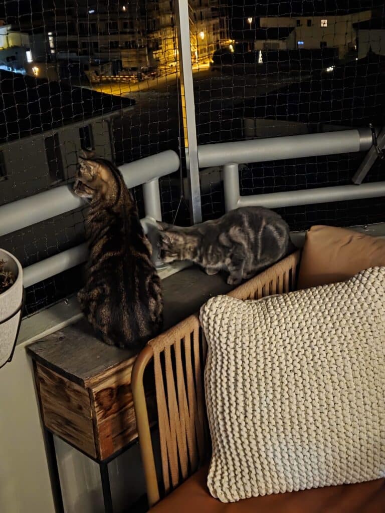 Cat protection Minergie balcony Valais 09